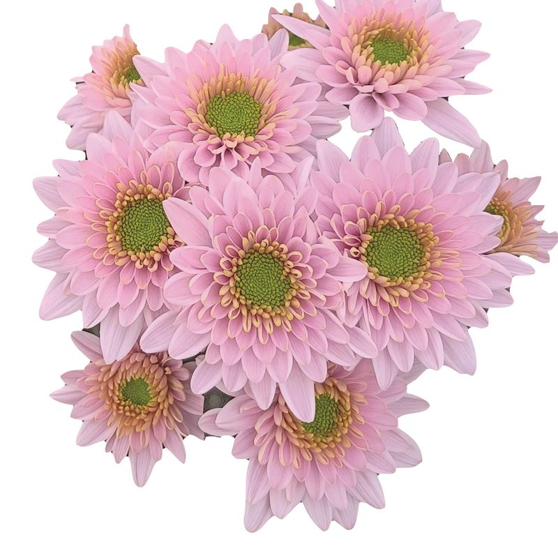 COMMANDER PINK NEW